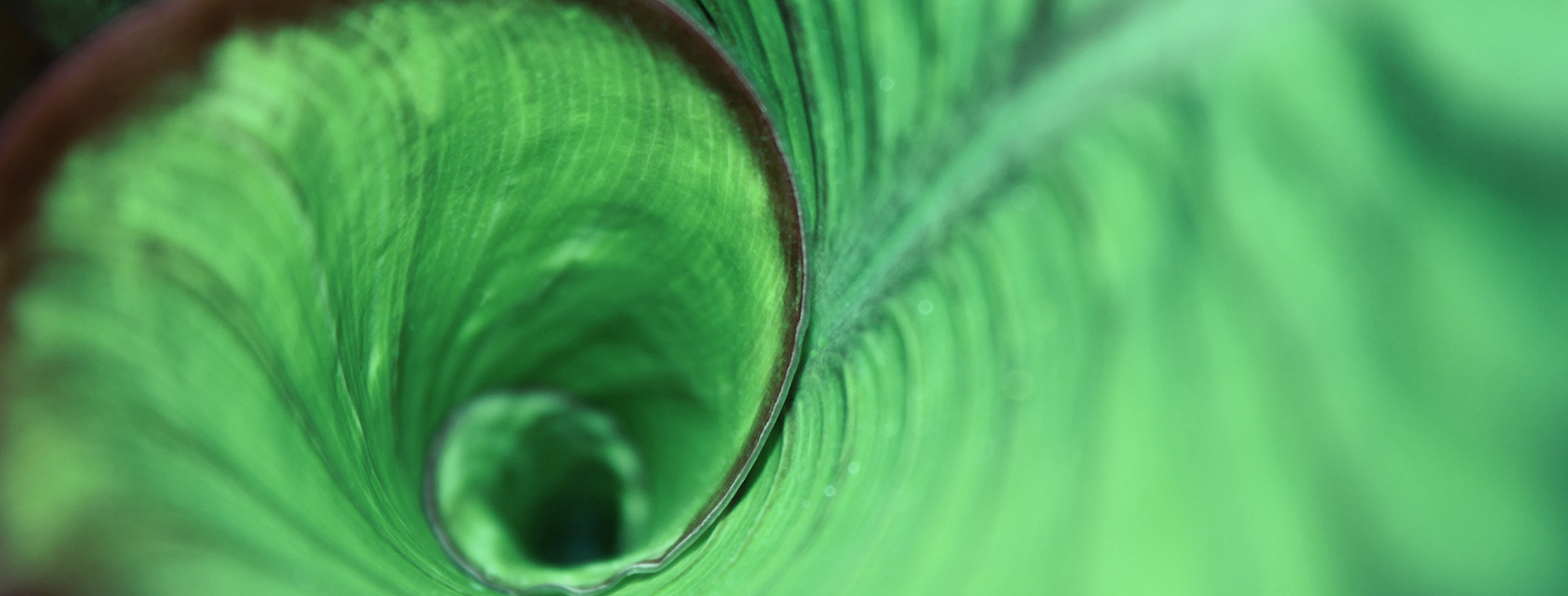 This design features an abstract art background in light green color, incorporating leafy plant graphics.