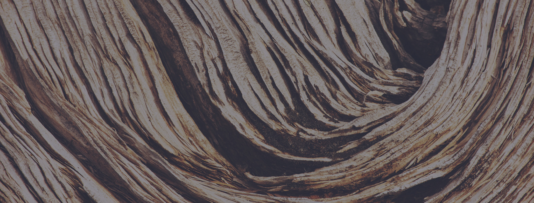 This image presents an abstract pattern of natural wood texture against a desert sand background, showcasing nature's brown hues.