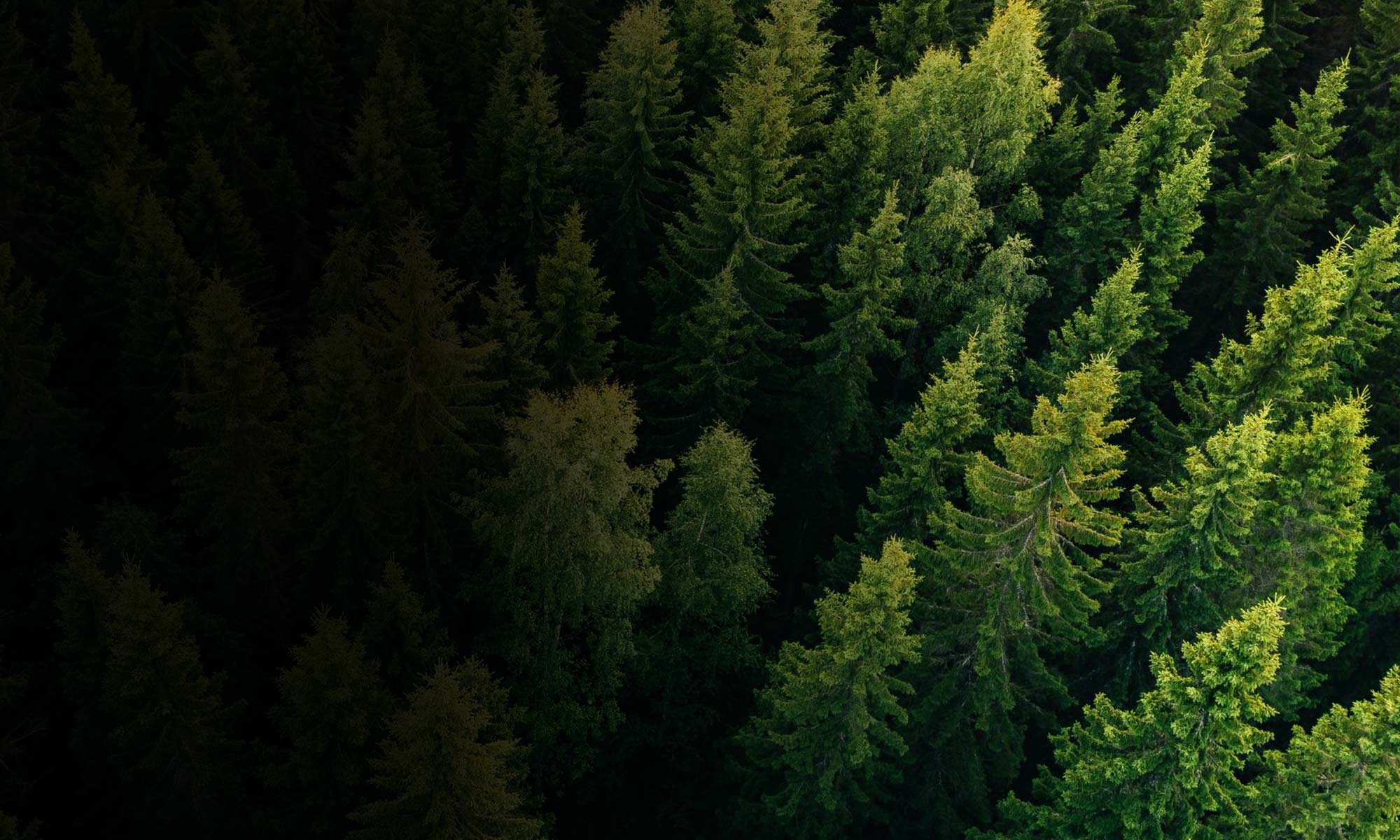 Experience the tranquility of summer with the lush green trees, serene water, and captivating forest landscape.