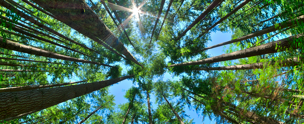 Immerse in the tranquility of nature with verdant forests, lush leaves, and the vast, serene blue sky.